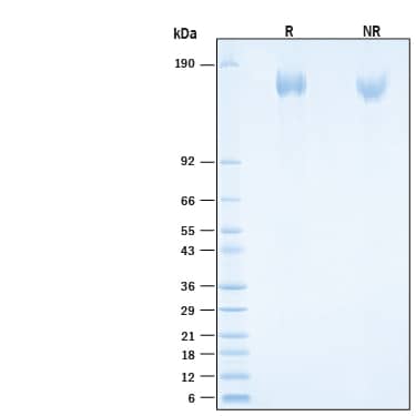 2 μg/lane of Recombinant SARS-CoV-2 Spike (GCN4-IZ) His-tag Protein (Catalog # 10895-CV) was resolved with SDS-PAGE under reducing (R) andnon-reducing (NR) conditions and visualized by Coomassie® Blue staining, showing bands at 153-172 kDa.