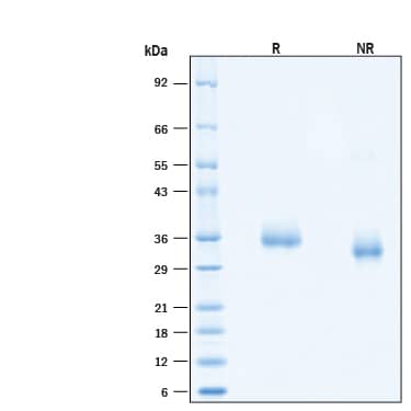 2 μg/lane of Recombinant SARS-CoV-2 B.1.620 Spike RBD His-tag (Catalog # 10907-CV) was resolved with SDS-PAGE under reducing (R) and non-reducing (NR) conditions and visualized by Coomassie® Blue staining, showing bands at 32-38 kDa.