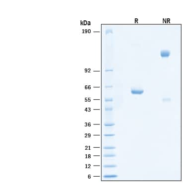 2 μg/lane of Recombinant SARS-CoV-2 AY.1/AY.2 Spike RBD Fc Chimera Protein (Catalog # 10908-CV) was resolved with SDS-PAGE under reducing (R) and non-reducing (NR) conditions and visualized by Coomassie® Blue staining, showing bands at 57-64 kDa and 110-130 kDa, respectively.