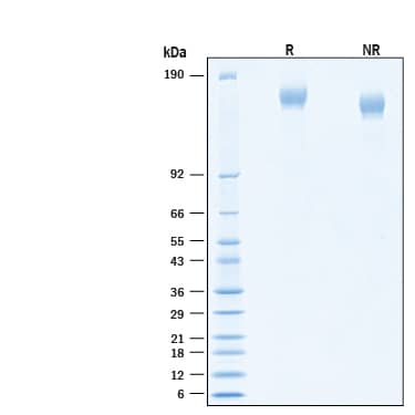 2 μg/lane of Recombinant SARS-CoV-2 B.1.617.2 Spike (GCN4-IZ) His-tag (Catalog # 10924-CV) was resolved with SDS-PAGE under reducing (R) and non-reducing (NR) conditions and visualized by Coomassie® Blue staining, showing bands at 144-170 kDa.