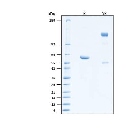 2 μg/lane of Recombinant SARS-CoV-2 B.1.351 Spike RBD Fc Chimera (Catalog # 10935-CV)  was resolved with SDS-PAGE under reducing (R) and non-reducing (NR) conditions and visualized by Coomassie® Blue staining, showing bands at 57-64 kDa and 110-130 kDa, respectively.
