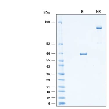 2 μg/lane of Recombinant Mouse CD300f/LMIR3 Fc Chimera Protein (Catalog # 10967-LM) was resolved with SDS-PAGE under reducing (R) and non-reducing (NR) conditions and visualized by Coomassie® Blue staining, showing bands at 55-65 kDa and 110-130 kDa, respectively.