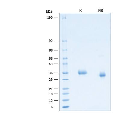 2 μg/lane of Recombinant SARS-CoV-2 C.1.2 Spike RBD His-tag Protein (Catalog # 10997-CV) was resolved with SDS-PAGE under reducing (R) and non-reducing (NR) conditions and visualized by Coomassie® Blue staining, showing bands at 32-38 kDa.