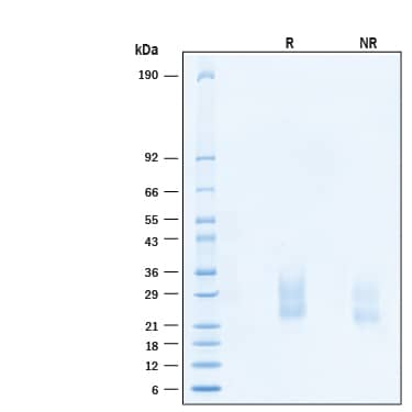 2 μg/lane of Recombinant Human SCF/c‑kit Ligand Protein (Catalog # 11010-SC) was resolved with SDS-PAGE under reducing (R) and non-reducing (NR) conditions and visualized by Coomassie® Blue staining, showing bands at 22-32 kDa.