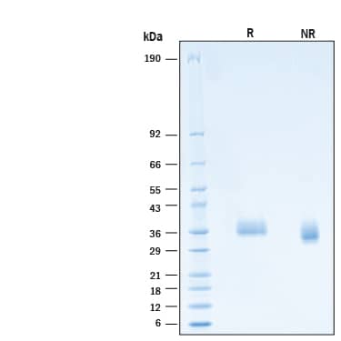 2 μg/lane of Recombinant SARS-CoV-2 B.1.1.529 Spike RBD His-tag Protein (Catalog # 11056-CV) was resolved with SDS-PAGE under reducing (R) and non-reducing (NR) conditions and visualized by Coomassie® Blue staining, showing bands at 33-39 kDa.