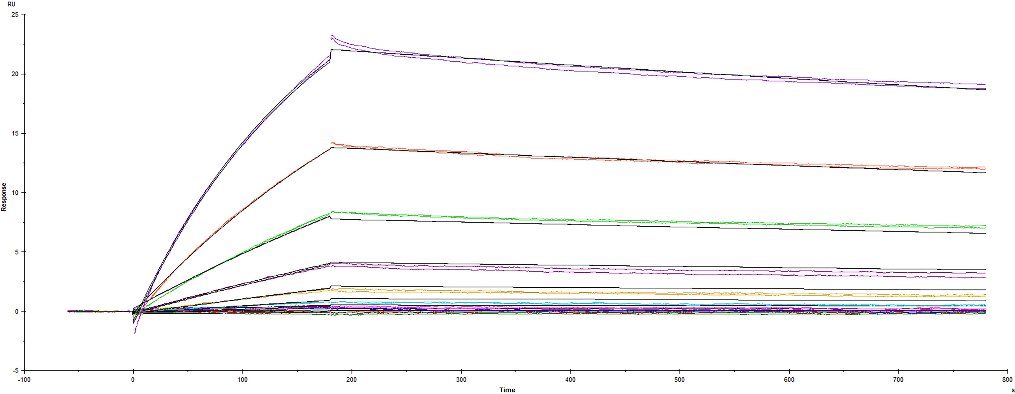 Recombinant SARS-CoV-2 B.1.1.529 Omicron Spike RBD His-tag Protein (Catalog # 11056-CV) was immobilized on a Biacore Sensor Chip CM5, and binding to recombinant human ACE-2 (Catalog # 933-ZN) was measured at a concentration range between 0.184 nM and 94.3 nM. The double-referenced sensorgram was fit to a 1:1 binding model to determine the binding kinetics and affinity, with an affinity constant of KD=4.57 nM.