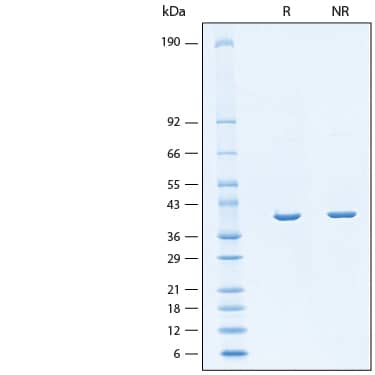 2 μg/lane of Recombinant H. pylori Fucosyltransferase Protein (Catalog # 11072-GT) was resolved with SDS-PAGE under reducing (R) and non-reducing (NR) conditions and visualized by Coomassie® Blue staining, showing bands at 39 kDa.