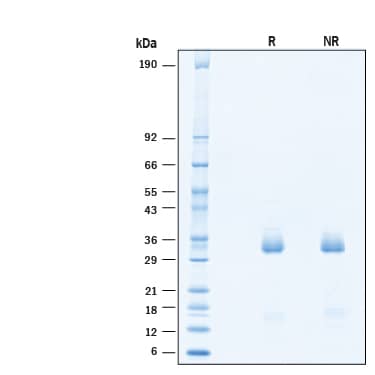 2 μg/lane of Recombinant Human EBI3 Protein (Catalog # 11084-EI) was resolved with SDS-PAGE under reducing (R) and non-reducing (NR) conditions and visualized by Coomassie® Blue staining, showing bands at 30-40 kDa.