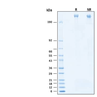 SDS-PAGE Stabilin-2 [Unconjugated]