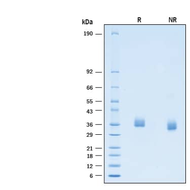 2 μg/lane of Recombinant SARS-CoV-2 BA.2 Spike RBD His-tag Protein (Catalog # 11094-CV) was resolved with SDS-PAGE under reducing (R) and non-reducing (NR) conditions and visualized by Coomassie® Blue staining, showing bands at 33-39 kDa.