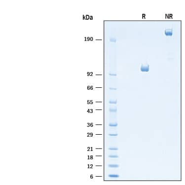 2 μg/lane of Recombinant Mouse Semaphorin 4A mFc Chimera Protein (Catalog # 11096-S4) was resolved with SDS-PAGE under reducing (R) and non-reducing (NR) conditions and visualized by Coomassie® Blue staining, showing bands at 90-110 kDa and 180-220 kDa, respectively.