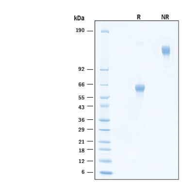 2 μg/lane of Recombinant Cynomolgus Monkey BLAME/SLAMF8 Fc Chimera Protein (Catalog # 11100-BL) was resolved with SDS-PAGE under reducing (R) and non-reducing (NR) conditions and visualized by Coomassie® Blue staining, showing bands at 55-70 kDa and 110-140 kDa, respectively.