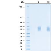2 μg/lane of Recombinant Human NETO1 His-tag Protein (Catalog # 11103-NO) was resolved with SDS-PAGE under reducing (R) and non-reducing (NR) conditions and visualized by Coomassie® Blue staining, showing bands at 34-48 kDa.