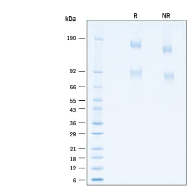 2 μg/lane of Recombinant SARS-CoV-2 Spike WT (GCN4-IZ) His-tag Protein (Catalog # 11110-CV) was resolved with SDS-PAGE under reducing (R) and non-reducing (NR) conditions and visualized by Coomassie® Blue staining, showing bands at 78-97 kDa & 146-176 kDa, under reducing conditions.