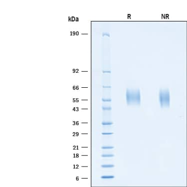 2 μg/lane of Recombinant SARS-CoV-2 B.1.351 Spike S1 NTD His-tag Protein (Catalog # 11113-CV) was resolved with SDS-PAGE under reducing (R) and non-reducing (NR) conditions and visualized by Coomassie® Blue staining, showing bands at 55-61 kDa.