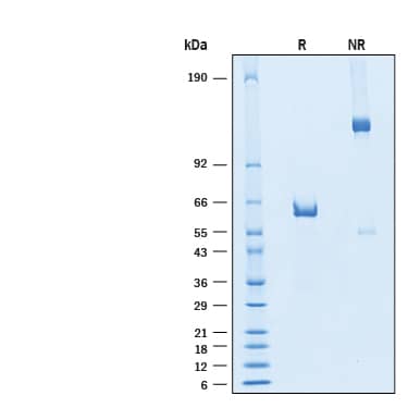 2 μg/lane of Recombinant SARS-CoV-2 BA.2 Spike RBD Fc Chimera Protein (Catalog # 11148-CV) was resolved with SDS-PAGE under reducing (R) and non-reducing (NR) conditions and visualized by Coomassie® Blue staining, showing bands at 59-65 kDa.