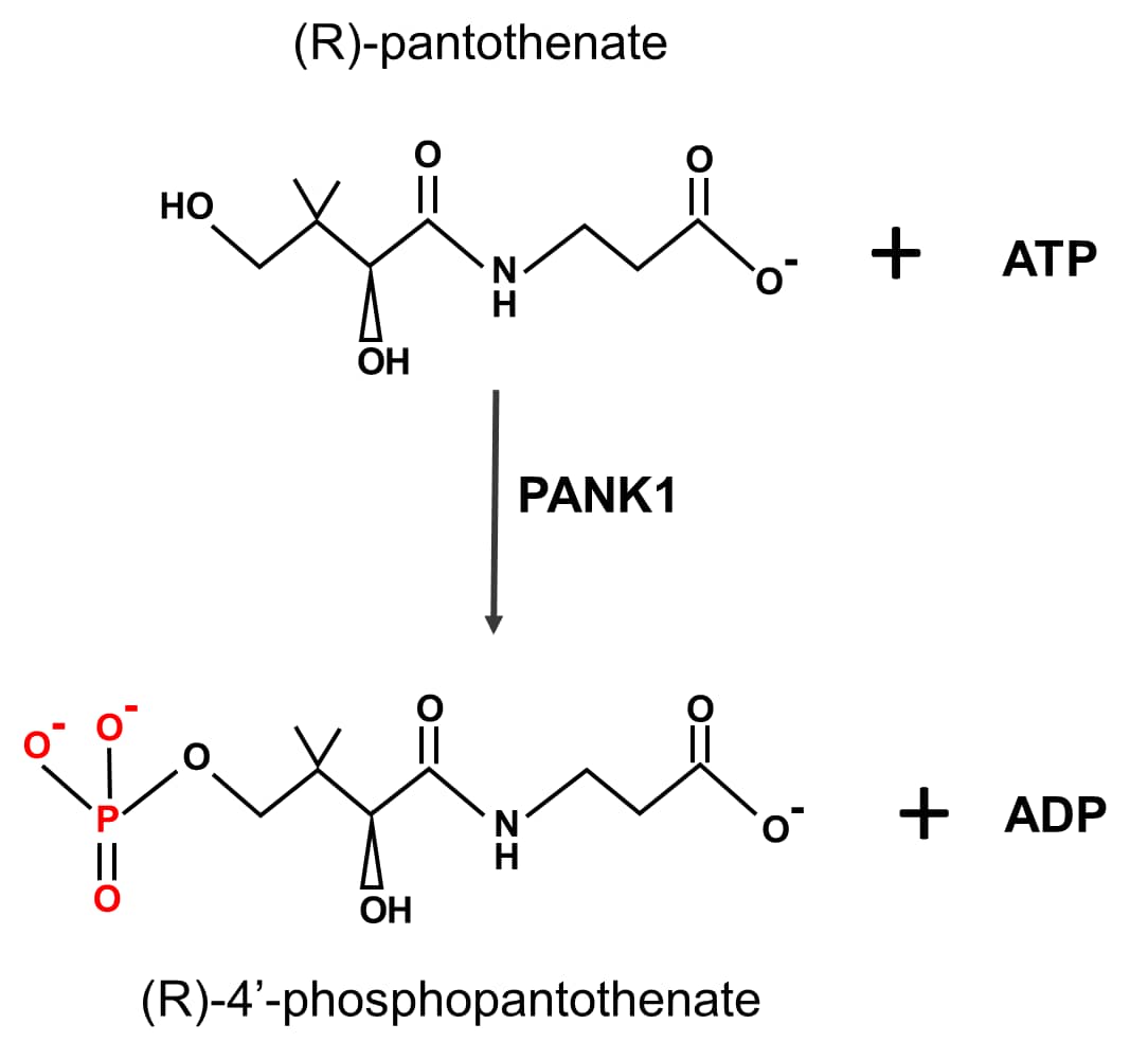 Enzyme Activity PANK1 [Unconjugated]