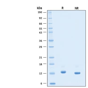 2 μg/lane of Recombinant Human BDNF Protein (Catalog # 11166-BD) was resolved with SDS-PAGE under reducing (R) and non-reducing (NR) conditions and visualized by Coomassie® Blue staining, showing bands at 11-15 kDa.