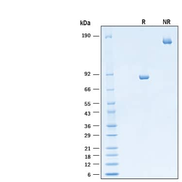 2 μg/lane of Recombinant Human TAPBPR Fc Chimera Protein (Catalog # 11171-TP) was resolved with SDS-PAGE under reducing (R) and non-reducing (NR) conditions and visualized by Coomassie® Blue staining, showing bands at 75-90 kDa and 150-180 kDa, respectively.