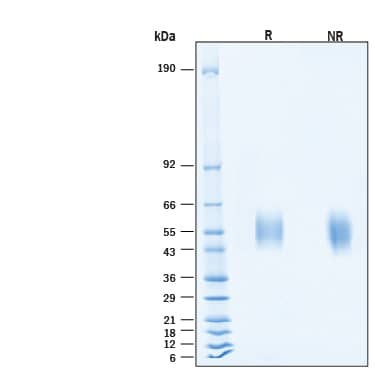 2 μg/lane of Recombinant SARS-CoV-2 BA.4/BA.5 Spike S1 Subunit NTD His-tag Protein (Catalog # 11183-CV) was resolved with SDS-PAGE under reducing (R) and non-reducing (NR) conditions and visualized by Coomassie® Blue staining, showing bands at 53-59 kDa.