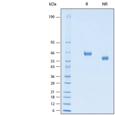 SDS-PAGE Hemagglutinin/HA Peptide [Unconjugated]