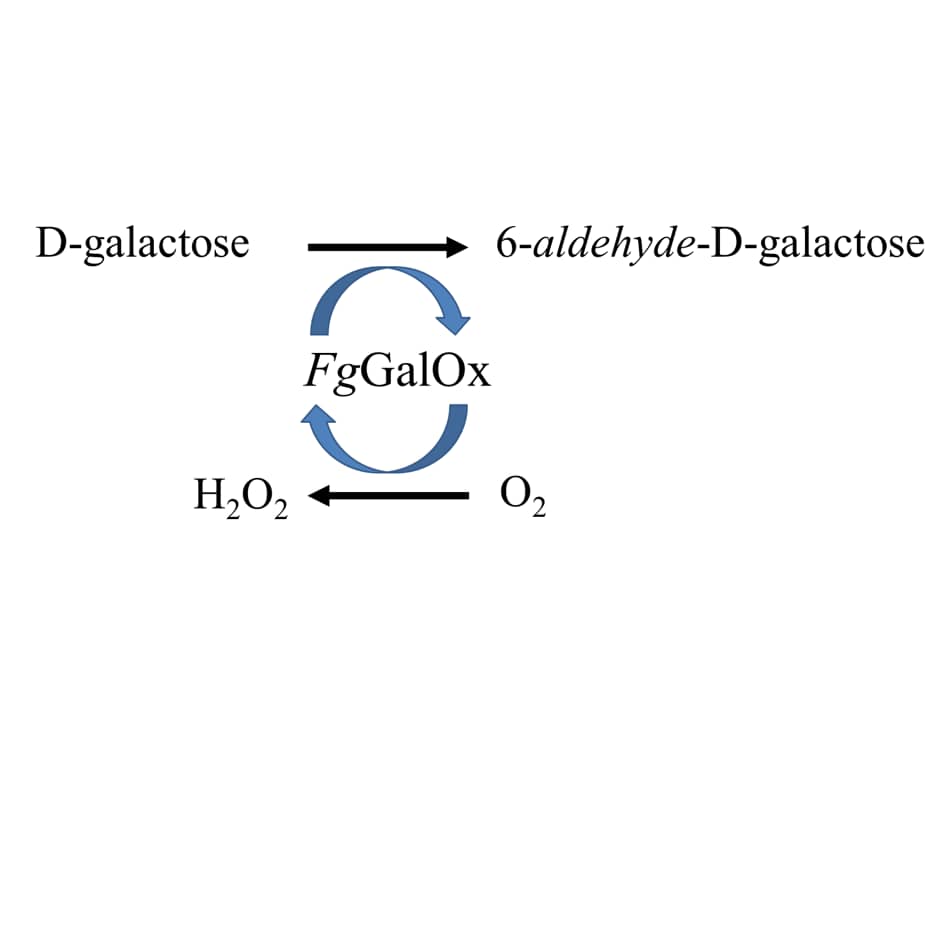 Recombinant F. graminearum Galactose Oxidase His-tag Protein (Catalog # 11206-GX) oxidizes free and terminal D-Galactose to 6-Aldehyde-D-Galactose with the concomitant production of H2O2 that allows convenient detection through horseradish peroxidase.