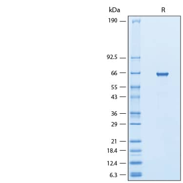 2 μg/lane of Recombinant F. graminearum Galactose Oxidase His-tag Protein (Catalog # 11206-GX) was resolved with SDS-PAGE under reducing (R) conditions and visualized by Coomassie® Blue staining, showing a band at 65 kDa.