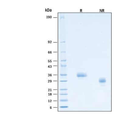 2 μg/lane of Recombinant Human IL‑12 p35 (C96S) Protein (Catalog # 11209-IL) was resolved with SDS-PAGE under reducing (R) and non-reducing (NR) conditions and visualized by Coomassie® Blue staining, showing bands at 28‑37 kDa.