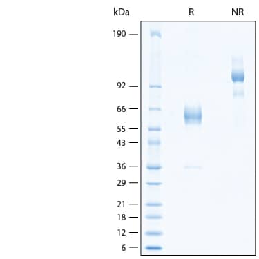 2 μg/lane of Recombinant Human CLEC-2/CLEC1B Fc Chimera Protein (Catalog # 11211-CL) was resolved with SDS-PAGE under reducing (R) and non-reducing (NR) conditions and visualized by Coomassie® Blue staining, showing bands at 56-65 kDa and 110-130 kDa, respectively.
