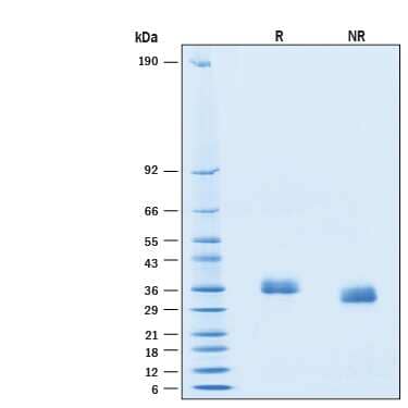 2 μg/lane of Recombinant SARS-CoV-2 BA.4/BA.5 Spike RBD His-tag Protein (Catalog # 11229-CV) was resolved with SDS-PAGE under reducing (R) and non-reducing (NR) conditions and visualized by Coomassie® Blue staining, showing bands at 33-39 kDa.