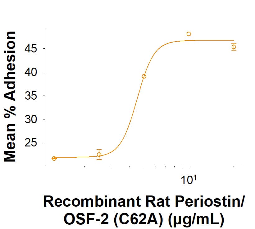 Recombinant Rat Periostin/OSF-2 (C62A) His-tag Protein (Catalog # 11253-F2) supports the adhesion of ATDC5 mouse chondrogenic cells. The ED50 for this effect is 1.00-9.00 μg/mL.