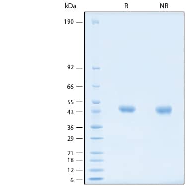 SDS-PAGE alpha3GalT/GGTA1 [Unconjugated]