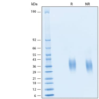 2 μg/lane of Recombinant Human Erythropoietin/EPO Protein (Catalog # 11264-TC) was resolved with SDS-PAGE under reducing (R) and non-reducing (NR) conditions and visualized by silver staining, showing bands at 33-41 kDa.