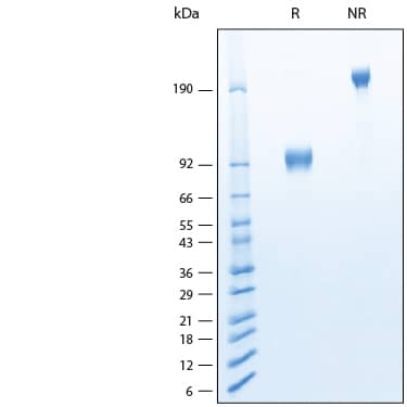 2 μg/lane of Recombinant Cynomolgus Monkey/Rhesus Macaque Tyro3/Dtk Fc Chimera Protein (Catalog # 11266-DT) was resolved with SDS-PAGE under reducing (R) and non-reducing (NR) conditions and visualized by Coomassie® Blue staining, showing bands at 92-102 kDa and 180-200 kDa, respectively.