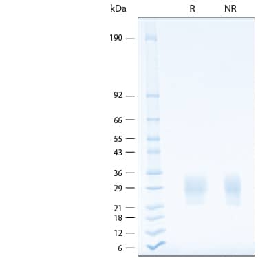 2 μg/lane of Recombinant Human NKp30/NCR3 His-tag Protein (Catalog # 11271-NK) was resolved with SDS-PAGE under reducing (R) and non-reducing (NR) conditions and visualized by Coomassie® Blue staining, showing bands at 21-33 kDa.