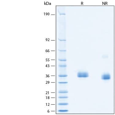 2 μg/lane of Recombinant SARS-CoV-2 BA.4.6 Spike RBD His-tag Protein (Catalog # 11283-CV) was resolved with SDS-PAGE under reducing (R) and non-reducing (NR) conditions and visualized by Coomassie® Blue staining, showing bands at 30-38 kDa.