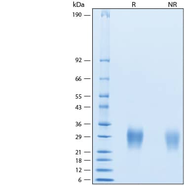 2 μg/lane of Recombinant Human IL-22 (HEK293-expressed) Protein (Catalog # 11311-IL) was resolved with SDS-PAGE under reducing (R) and non-reducing (NR) conditions and visualized by Coomassie® Blue staining, showing bands at 28-32 kDa.