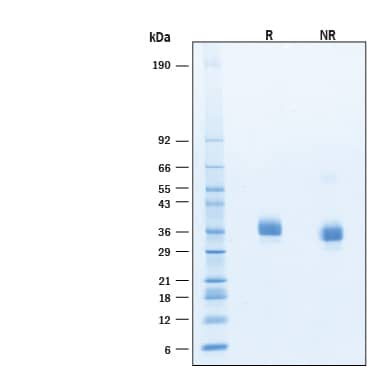 2 μg/lane of Recombinant SARS-CoV-2 BQ.1.1 Spike RBD His-tag Protein (Catalog # 11322-CV) was resolved with SDS-PAGE under reducing (R) and non-reducing (NR) conditions and visualized by Coomassie® Blue staining, showing bands at 31-39 kDa.