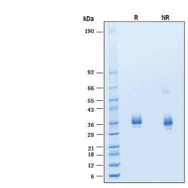 2 μg/lane of Recombinant SARS-CoV-2 XBB.1 Spike RBD His-tag Protein (Catalog # 11330-CV) was resolved with SDS-PAGE under reducing (R) and non-reducing (NR) conditions and visualized by Coomassie® Blue staining, showing bands at 30-37 kDa.