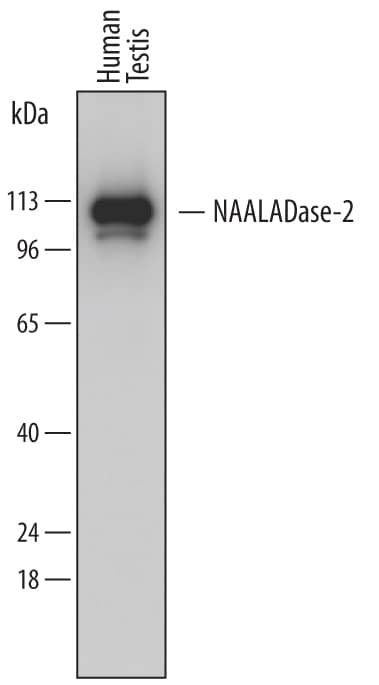 Western Blot NAALADase-2/NAALAD2 Antibody (756030) [Unconjugated]