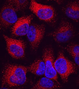 LMP2/PSMB9 was detected in immersion fixed HeLa human cervical epithelial carcinoma cells stimulated with Recombinant Human IFN-gamma (Catalog # 285-IF) for 24 hours using Mouse Anti-Human LMP2/PSMB9 Monoclonal Antibody (Catalog # MAB7709) at 10 µg/mL for 3 hours at room temperature. Cells were stained using the NorthernLights™ 557-conjugated Anti-Mouse IgG Secondary Antibody (red; Catalog # NL007) and counterstained with DAPI (blue). Specific staining was localized to cytoplasm. View our protocol for Fluorescent ICC Staining of Cells on Coverslips.