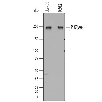 Western blot shows lysates of Jurkat human acute T cell leukemia cell line and K562 human chronic myelogenous leukemia cell line. PVDF membrane was probed with 0.25 µg/mL of Sheep Anti-Human PIKFyve Antigen Affinity-purified Polyclonal Antibody (Catalog # AF7885) followed by HRP-conjugated Anti-Sheep IgG Secondary Antibody (Catalog # HAF016). A specific band was detected for PIKFyve at approximately 240 kDa (as indicated). This experiment was conducted under reducing conditions and using Immunoblot Buffer Group 1.