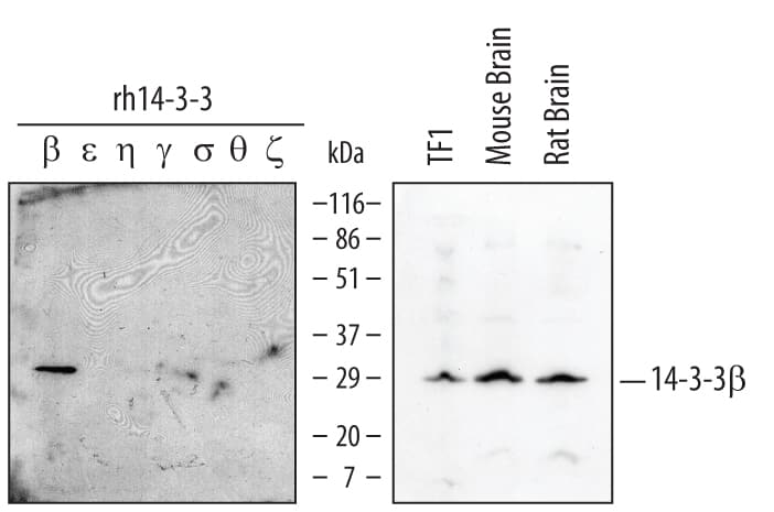 Western blot shows lysates of TF-1 human erythroleukemic cell line cells, mouse brain tissue, and rat brain tissue. PVDF membrane was probed with 1 µg/mL Goat Anti-Human/Mouse/Rat 14-3-3 beta  Antigen Affinity-purified Polyclonal Antibody (Catalog # AF4724) followed by HRP-conjugated Anti-Goat IgG Secondary Antibody (Catalog # HAF017). For additional reference, recom-binant human 14-3-3 beta, epsilon, eta, gamma, sigma, theta, and zeta (20 ng/lane) were included. A specific band for 14-3-3 beta was detected at approximately 30 kDa (as indicated). This experiment was conducted under reducing conditions and using Immunoblot Buffer Group 1.