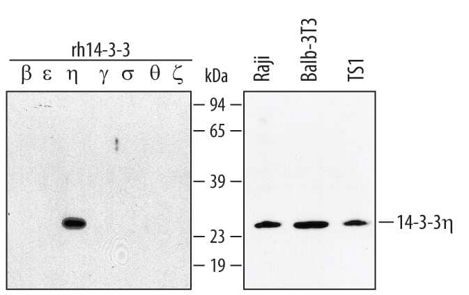 Western blot shows lysates of Raji human Burkitt's lymphoma cell line, Balb/3T3 mouse embryonic fibroblast cell line, and TS1 mouse helper T cell line. PVDF membrane was probed with 1 µg/mL Goat Anti-Human/ Mouse/Rat 14-3-3 eta Antigen Affinity-purified Polyclonal Antibody (Catalog # AF4420) followed by HRP-conjugated Anti-Goat IgG Secondary Antibody (Catalog # HAF017). For additional reference, recombinant human 14-3-3 beta, epsilon, eta, gamma, sigma, theta, and zeta (2 ng/lane) were included. A specific band for 14-3-3 eta was detected at approximately 28 kDa (as indicated). This experiment was conducted under reducing conditions and using Immunoblot Buffer Group 1.