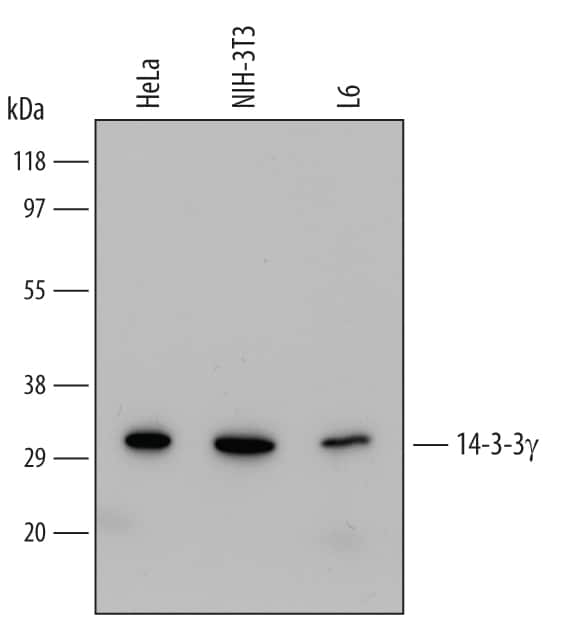 Western Blot 14-3-3 gamma Antibody (505810)