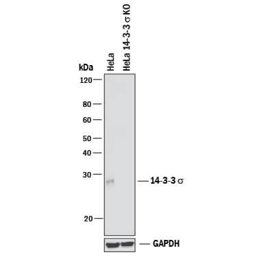 <b>Genetic Strategies Validation. </b>    Western  blot shows lysates of HeLa human cervical epithelial carcinoma parental cell  line and 14‑3‑3 sigma  knockout HeLa cell line (KO). PVDF membrane was probed with  1 µg/mL of Goat Anti-Human/Mouse/Rat 14‑3‑3 sigma   Antigen Affinity-purified Polyclonal Antibody (Catalog # AF4424) followed by  HRP-conjugated Anti-Goat IgG Secondary Antibody (Catalog # HAF017).  A specific band was detected for 14‑3‑3 sigma  at  approximately 28 kDa (as indicated) in the parental HeLa cell line,  but is not detectable in knockout HeLa cell line. GAPDH (Catalog # AF5718) is  shown as a loading control. This experiment was conducted under reducing  conditions and using Immunoblot  Buffer Group 1. 