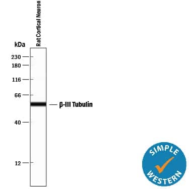 Simple Western lane view shows lysates of rat cortical neurons, loaded at 0.2 mg/mL. A specific band was detected for  beta ‑III Tubulin at approximately 56 kDa (as indicated) using 10 µg/mL of Mouse Anti-Neuron-specific  beta ‑III Tubulin Monoclonal Antibody (Catalog # MAB1195). This experiment was conducted under reducing conditions and using the 12-230 kDa separation system.