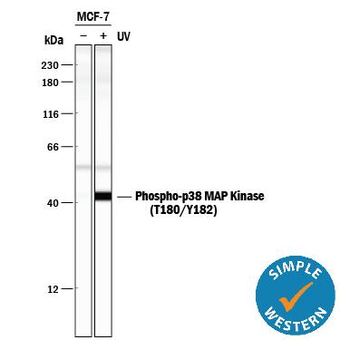 Simple Western lane view shows lysates of MCF‑7 human breast cancer cell line untreated (-) or treated (+) with ultraviolet light (UV), loaded at 0.5 mg/mL. A specific band was detected for Phospho-p38 MAP Kinase (T180/Y182) at approximately 43 kDa (as indicated) using 5 µg/mL of Rabbit Anti-Human/Mouse/Rat Phospho-p38 MAP Kinase (T180/Y182) Antigen Affinity-purified Polyclonal Antibody (Catalog # AF869). This experiment was conducted under reducing conditions and using the 12-230 kDa separation system.