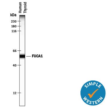 Simple Western lane view shows lysates of human thyroid tissue, loaded at 0.5 mg/mL. A specific band was detected for Tissue  alpha ‑L‑Fucosidase/FUCA1 at approximately 56 kDa (as indicated) using 2 µg/mL of Mouse Anti-Human Tissue  alpha ‑L‑Fucosidase/FUCA1 Monoclonal Antibody (Catalog # MAB7039). This experiment was conducted under reducing conditions and using the 12-230 kDa separation system. 