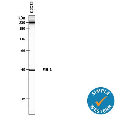 Simple Western lane view shows lysates of C2C12 mouse myoblast cell line, loaded at 0.5 mg/mL. A specific band was detected for FIH-1/HIF-1AN at approximately 40 kDa (as indicated) using 12.5 µg/mL of Mouse Anti-Human/Mouse FIH-1/HIF-1AN Monoclonal Antibody (Catalog # MAB7874). This experiment was conducted under reducing conditions and using the 12-230 kDa separation system. Non-specific interaction with the 230 kDa Simple Western standard may be seen with this antibody.